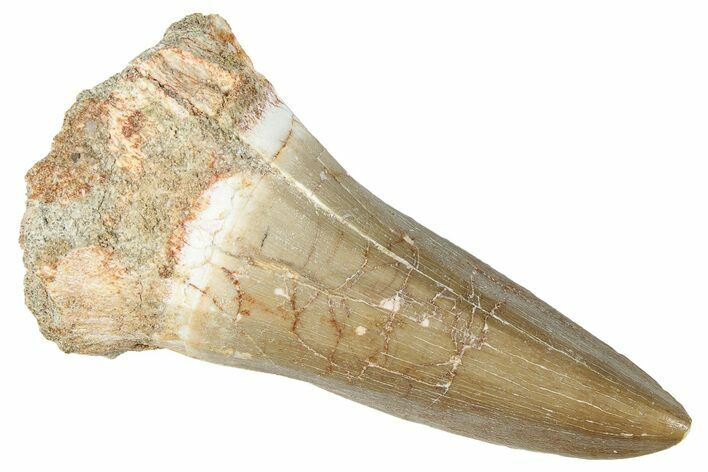 Fossil Mosasaur (Mosasaurus) Tooth - Morocco #280091